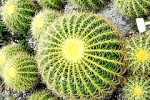 Tours in Rio - Botanical Garden