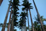 Tours in Rio  - Botanical Garden Palm Trees