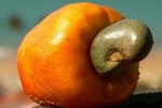 Tours in Rio - Cashew Fruit